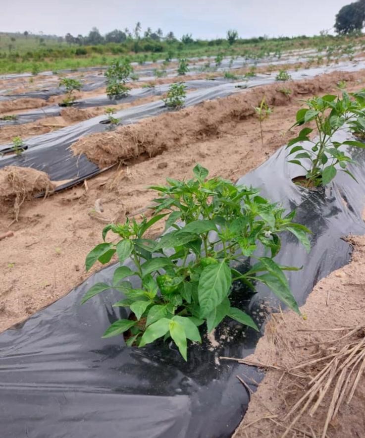 Nursery of Spicy Seedlings